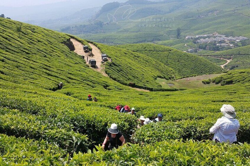 Private Day Trip to Munnar from Kochi (Cochin)