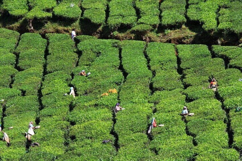 Private Day Trip to Munnar from Kochi (Cochin)