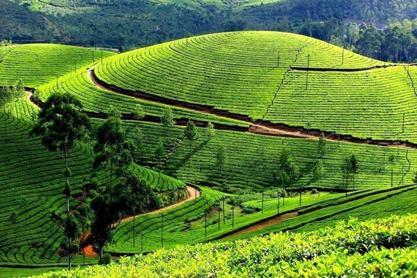 Munnar Tea Plantations