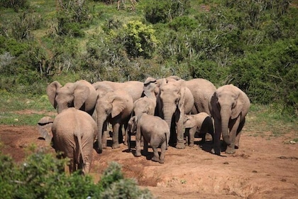 Port Elizabeth Shore Excursion: Addo Elephant Full Day Safari y "Braai" Lun...
