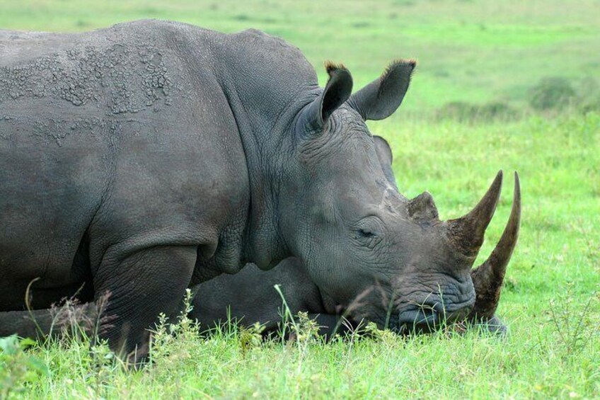 Rhino at Tala Game Reserve