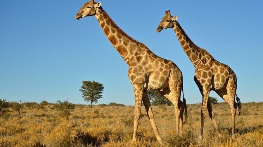 Giraffe Tala Private Game Reserve