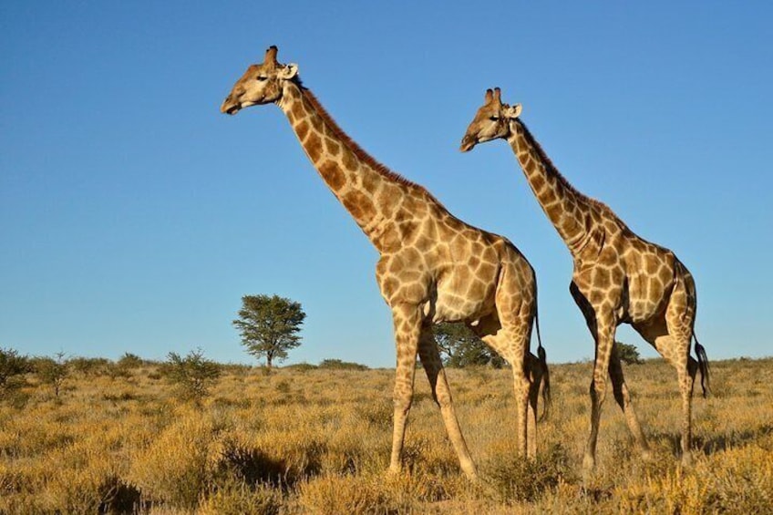 Giraffe Tala Private Game Reserve