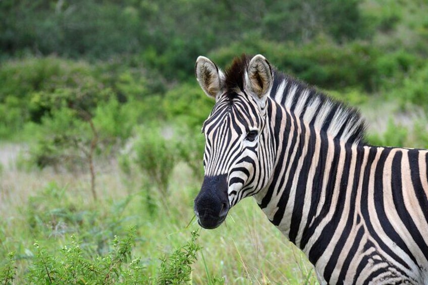 Half Day Safari Tour from Durban