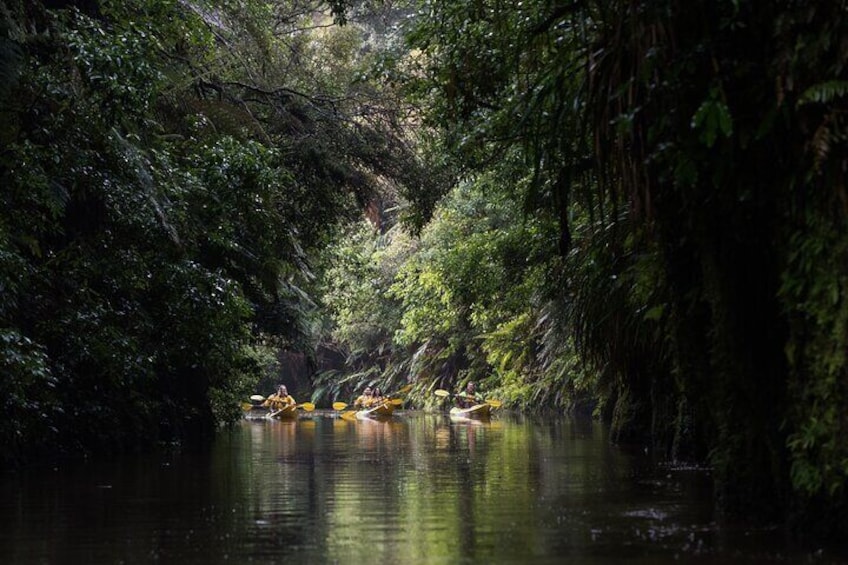 Twilight Kayak Glow worm Tour