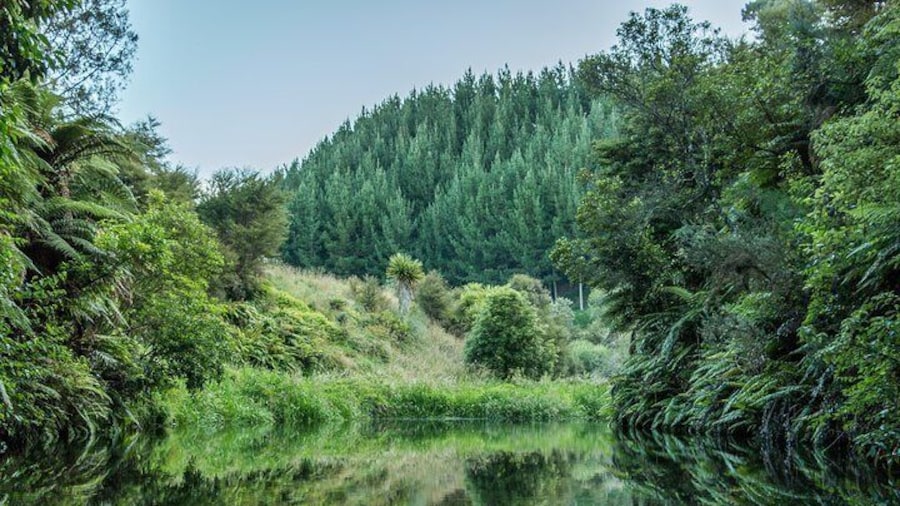 Twilight Kayak Glow worm Tour
