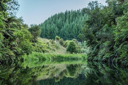 Twilight Kayak Glow worm Tour