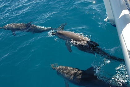 Fraser Island & Dolphin Sailing Adventure