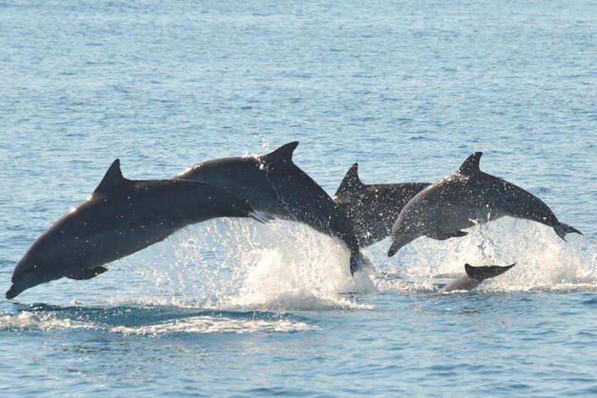 Bottlenose dolphins