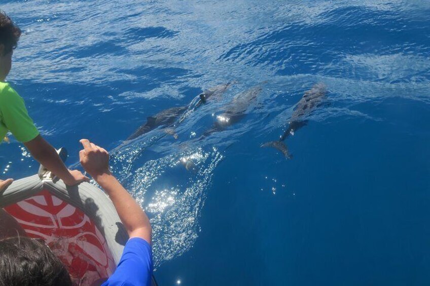 Boat tour 1/2 day Excursion in the lagoon of Moorea