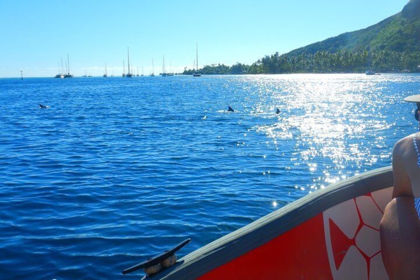 Boat tour 1/2 day Excursion in the lagoon of Moorea