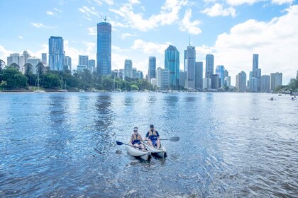 Brisbane: Guided River Kayak Tour