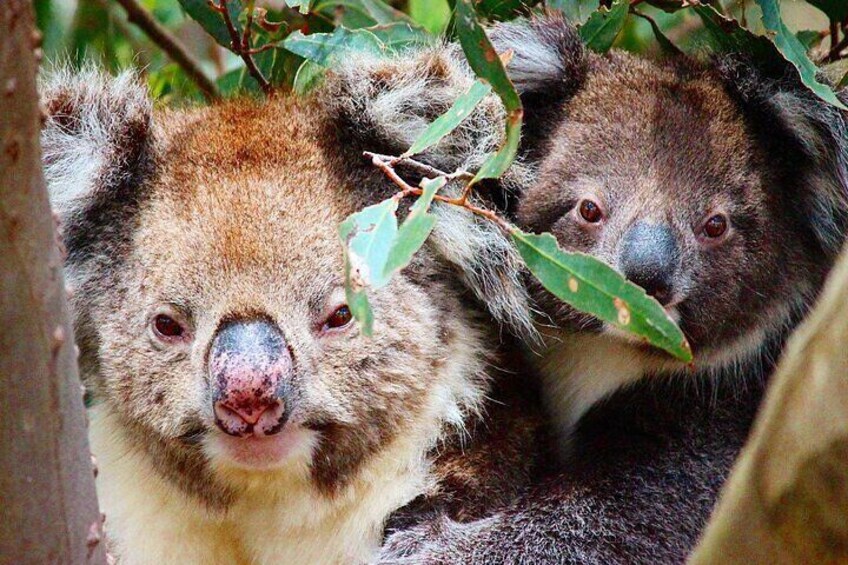 Koala sightings guaranteed