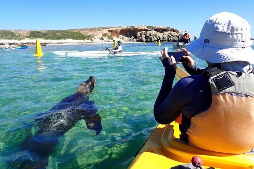 Penguin and Seal Islands Sea Kayaking Experience