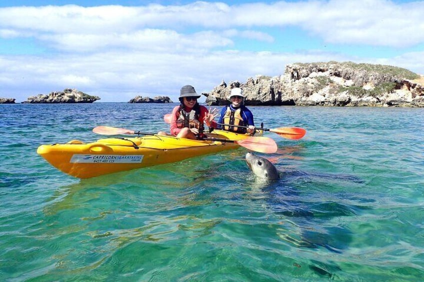 Penguin and Seal Islands Sea Kayaking Experience
