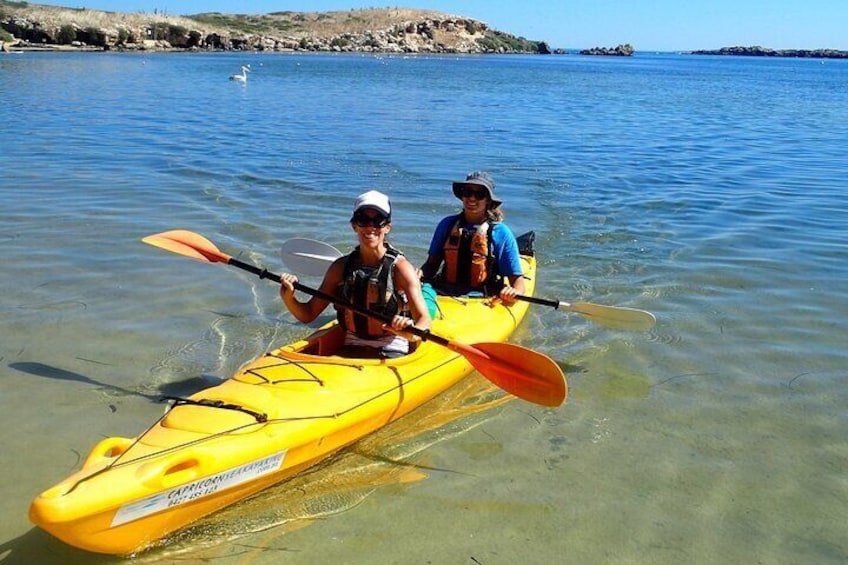 Penguin and Seal Islands Sea Kayaking Experience