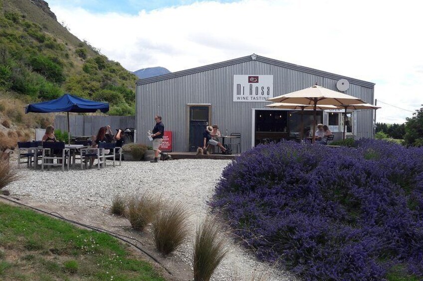 Lavender at Mt Rosa wines