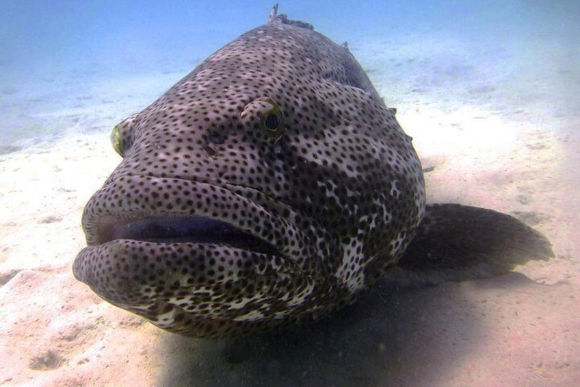 One of the local Groupers