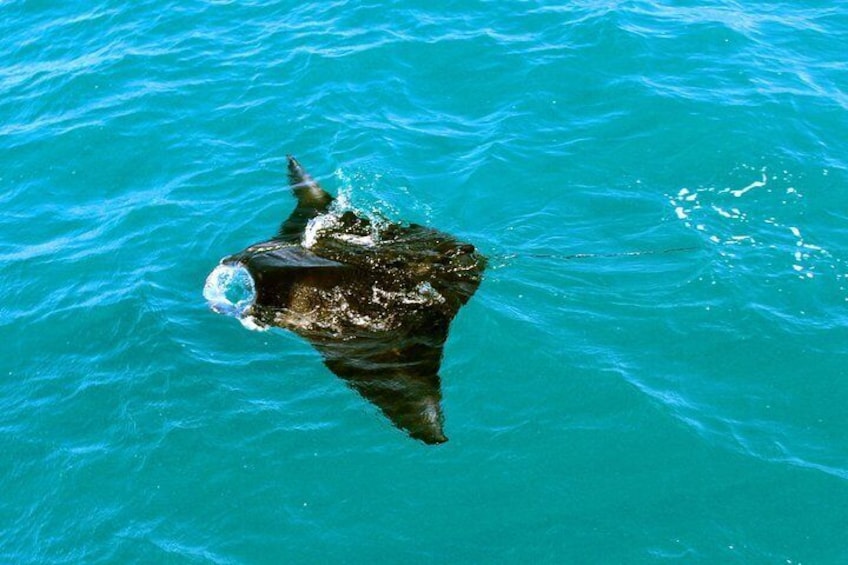 Manta Ray in Roebuck Bay on Snubfin dolphin cruise with AOC