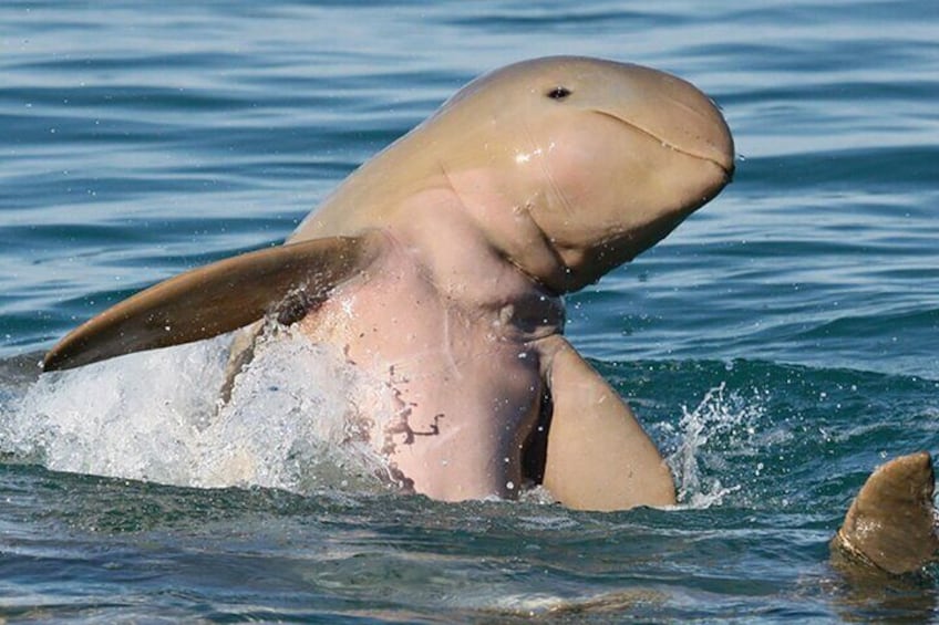 Snubfin Dolphin at Play with Absolute Ocean Charters!