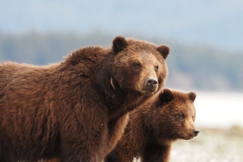 Pack Creek Brown Bear Sanctuary Juneau