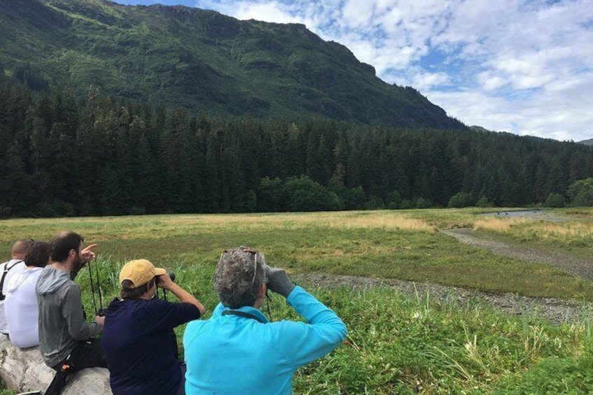 Bears in the wild can be viewed up close and at a distance, depending on the day