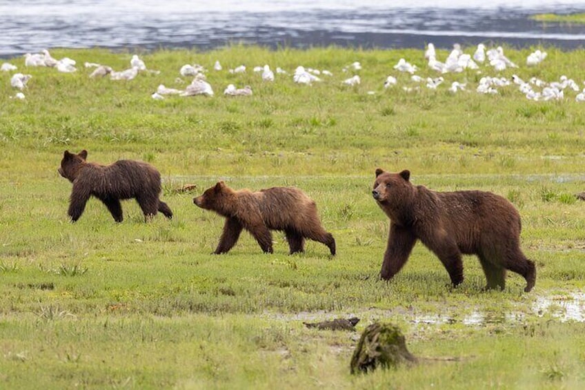 Pack Creek Brown Bear Sanctuary Juneau
