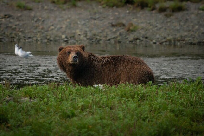 Pack Creek Brown Bear Sanctuary Juneau