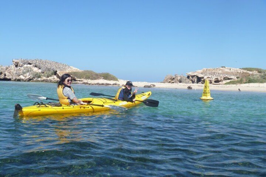 Seal Island and Penguin Island or Point Peron Sea Kayak Tour