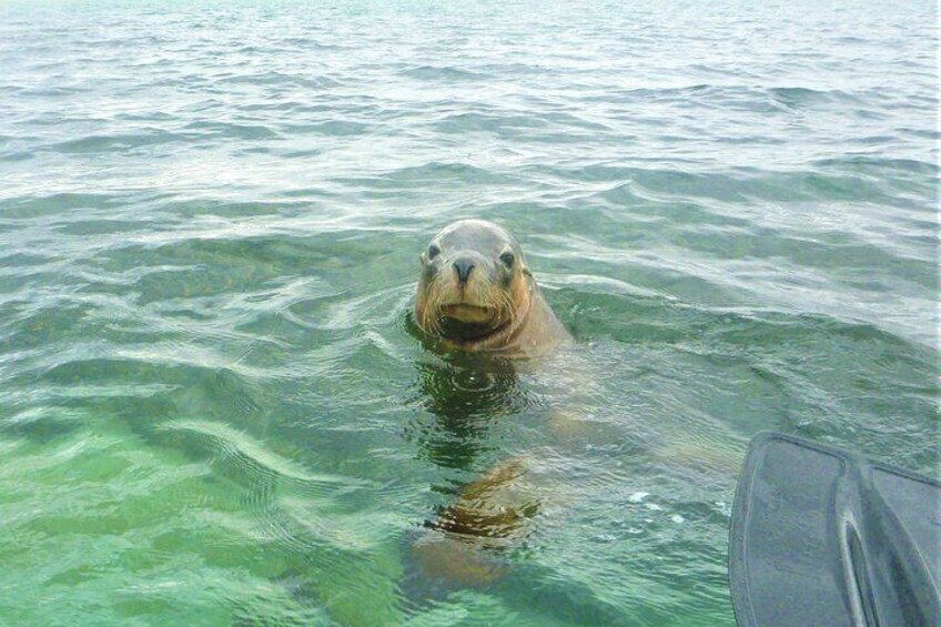 Seal Island and Penguin Island or Point Peron Sea Kayak Tour