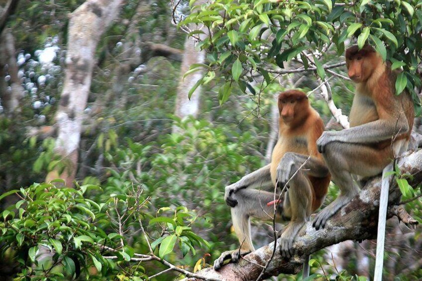 Proboscis monkey, the endemic of Borneo Island