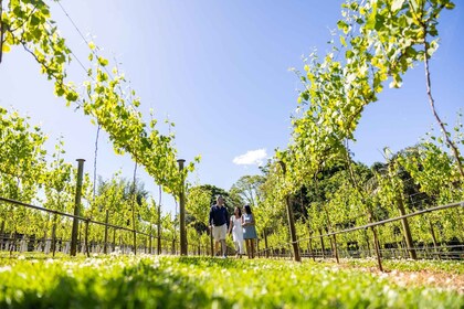 Gold Coast: Winery Tour maisteluineen ja 2 ruokalajin lounas