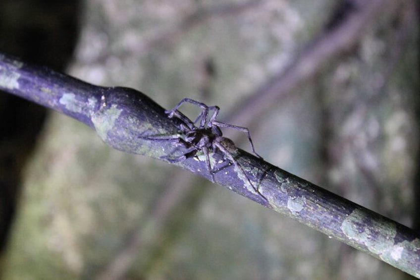 Nocturnal adventure Glow-worm tour