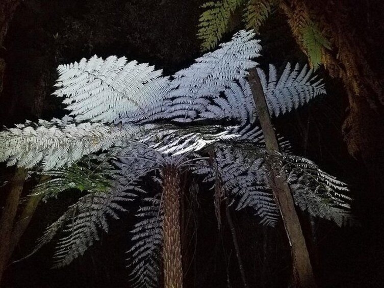 The Silver fern makes a beautiful sight