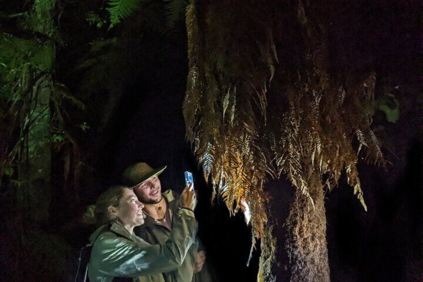 Nocturnal adventure Glow-worm tour