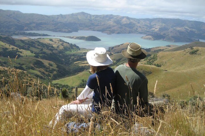 Akaroa and Banks Peninsula Small Group Tour (Nature Cruise or Dolphin Swim)