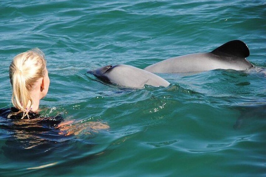 Akaroa and Banks Peninsula Small Group Tour (Nature Cruise or Dolphin Swim)