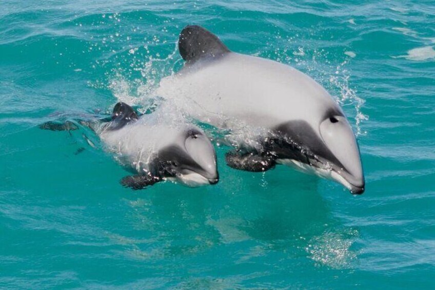 Journey to Akaroa with Harbour Cruise - Luxury, Small Group Tour