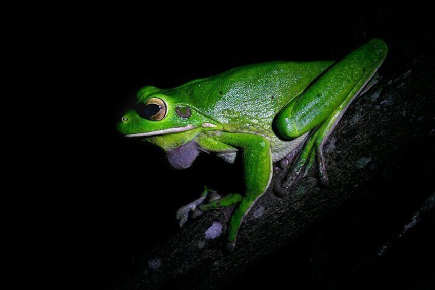 Daintree Rainforest Night Walk in Cape Tribulation 