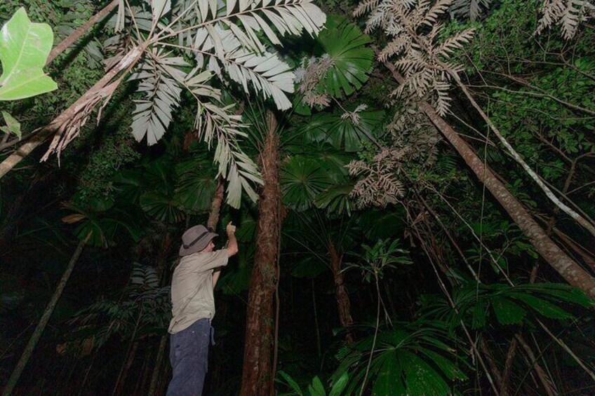 Daintree Rainforest Night Walk in Cape Tribulation 