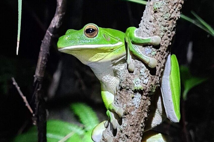 Daintree Rainforest Night Walk in Cape Tribulation 