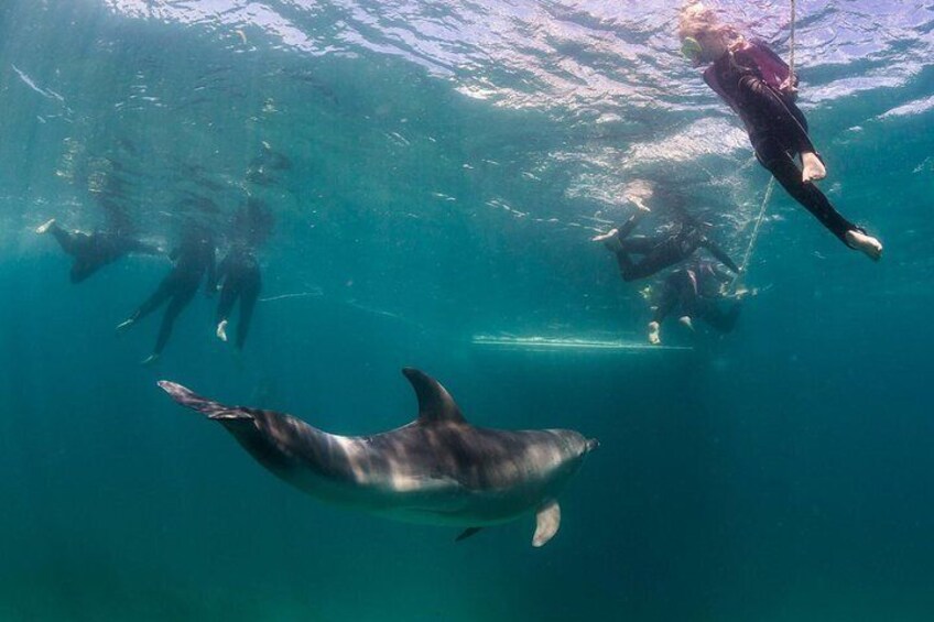 Swim with wild Dolphins 