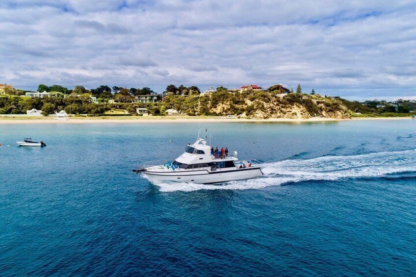 Half-Day Mornington Peninsula Dolphin and Seal Swim from Sorrento