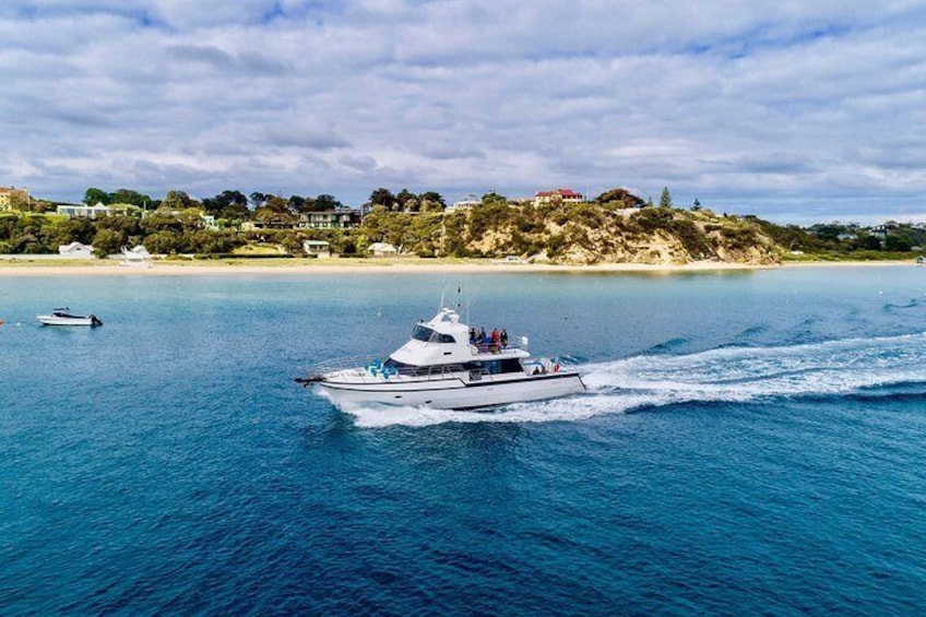 Half-Day Mornington Peninsula Dolphin and Seal Swim from Sorrento