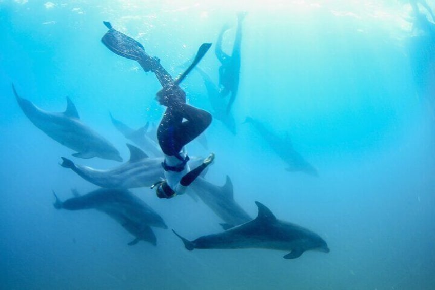 Half-Day Mornington Peninsula Dolphin and Seal Swim from Sorrento