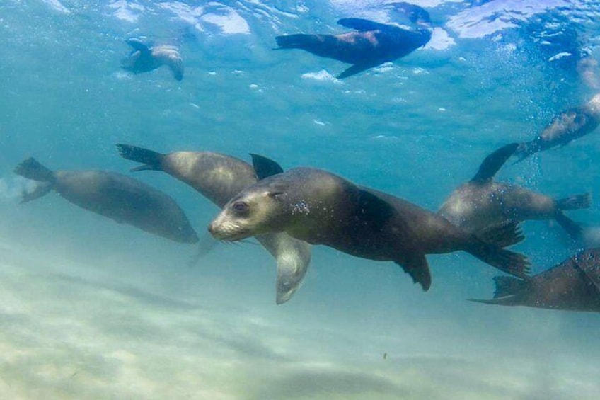 Half-Day Mornington Peninsula Dolphin and Seal Swim from Sorrento