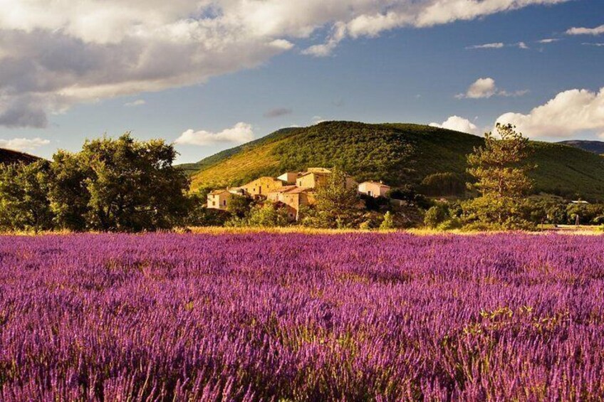 Lavender road from Avignon