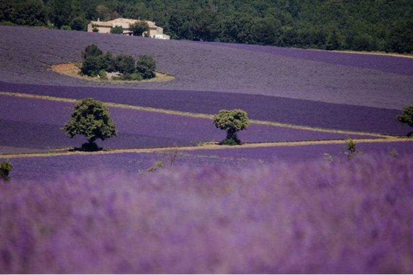 Half Day Lavender Road in Sault from Avignon