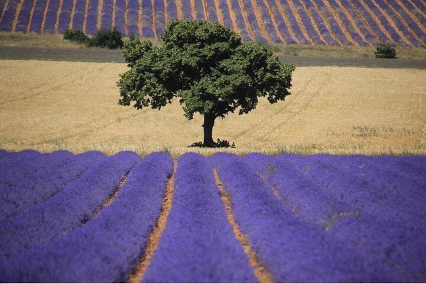 Half Day Lavender Road in Sault from Avignon