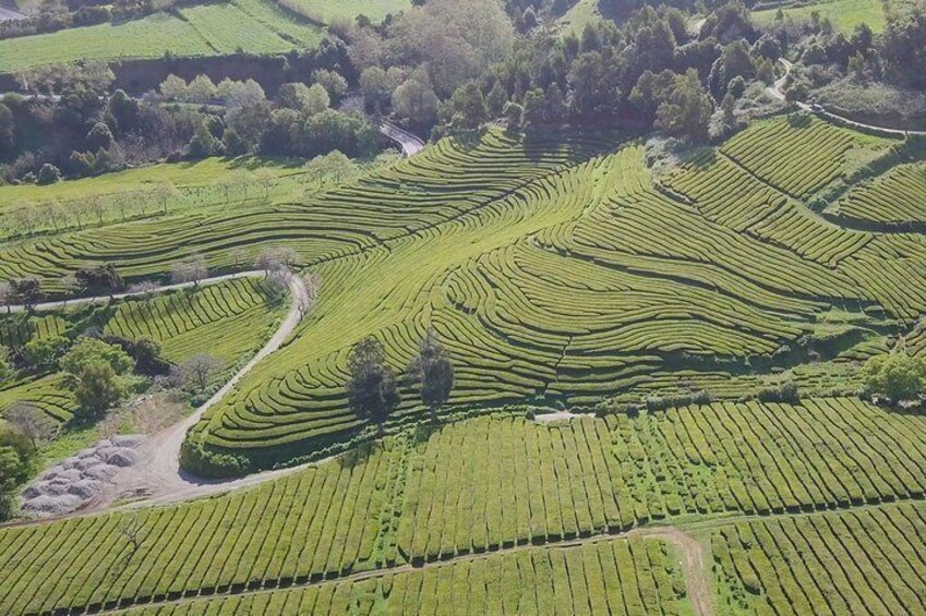 Gorreana Tea Plantation